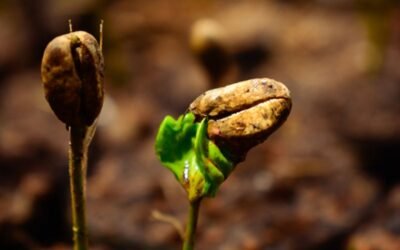 Exploring the Richness of Specialty Colombian Blends