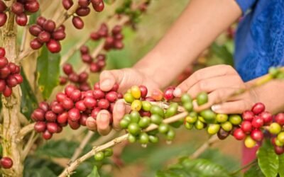 Coffee Origins: Decoding the Influence of Location on Flavor