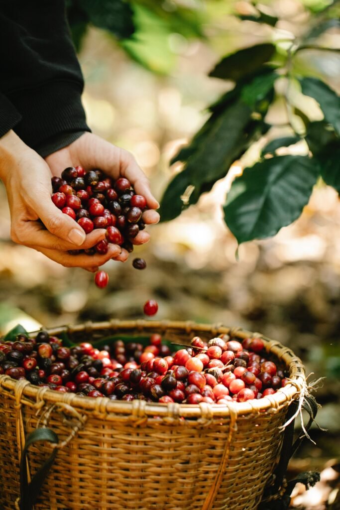 Coffee Cultivation Techniques
