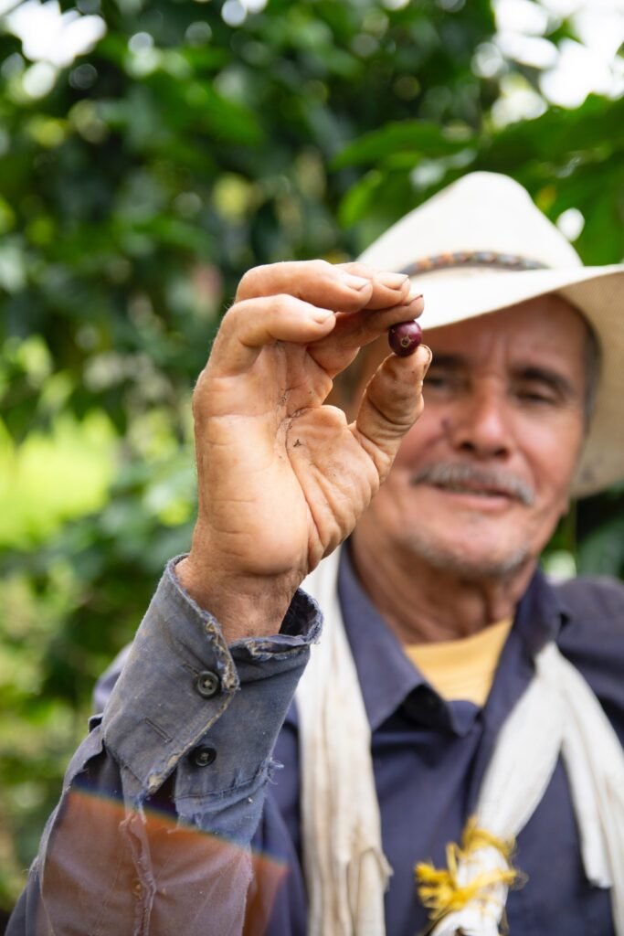 arabica vs robusta colombia
