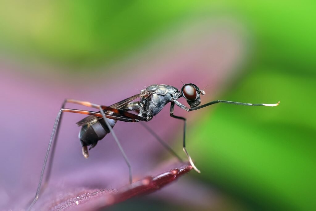 Organic Pest Control for Coffee