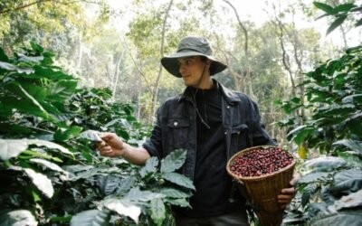 Emerald Elixir: Unveiling the Wonders of Green Coffee Colombia