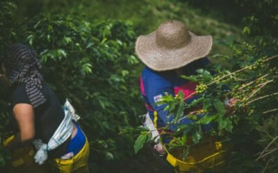 Bean Battle Royale: Colombian Coffee vs Global Blends