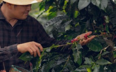 Brewing Gold: Unearthing Colombian Coffee Bean Origins