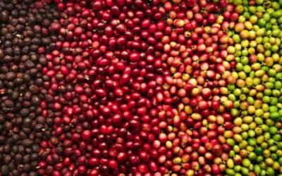 Colombian Coffee Clash: Unveiling Arabica vs Robusta Magic