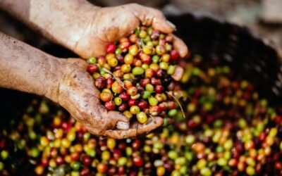 Wet vs Dry Coffee Processing: The Juicey Details Uncovered!