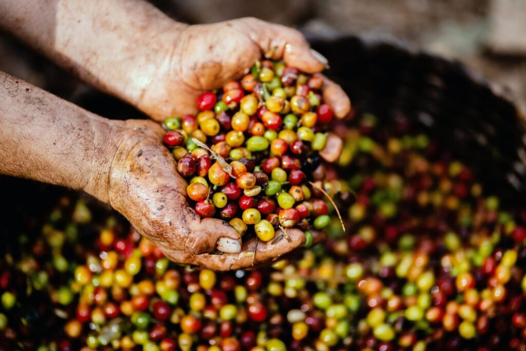 best-coffee-growing-conditions