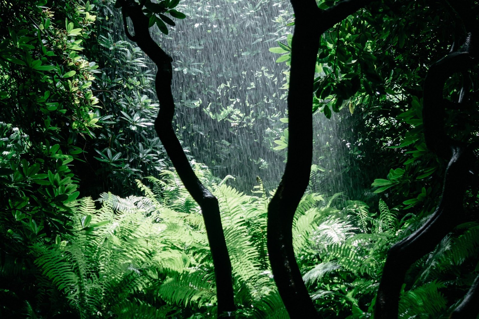 best-coffee-growing-conditions