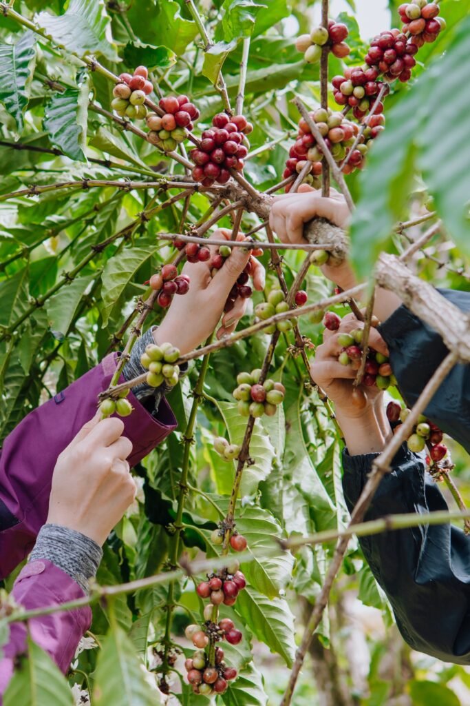 Coffee Cultivation Techniques