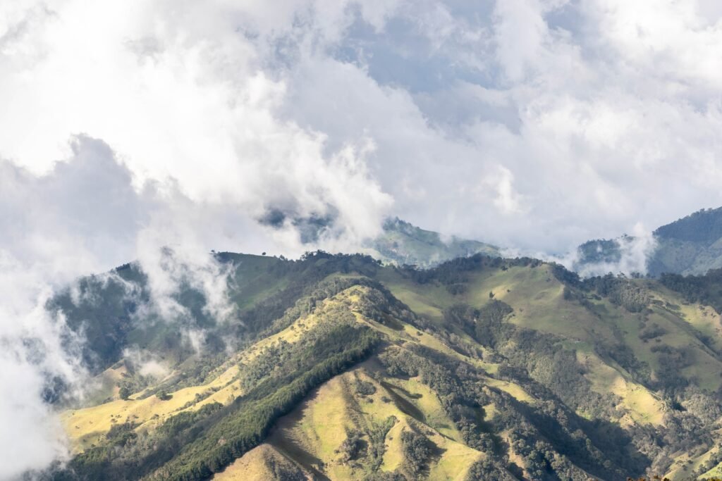 green coffee colombia